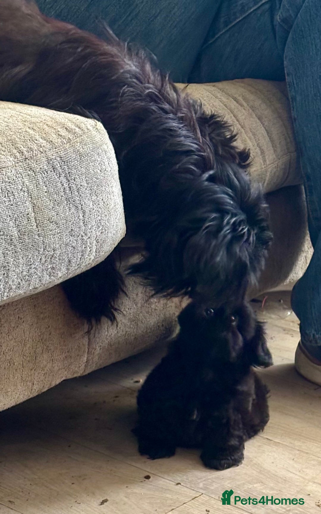 Shih Tzu dogs for sale: Two stunning pups. - Advert 2