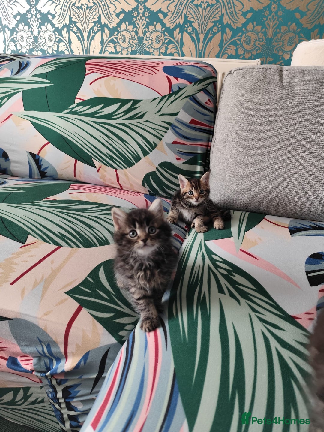Mixed Breed cats for sale: Beautiful kittens ready for new home - Image 10