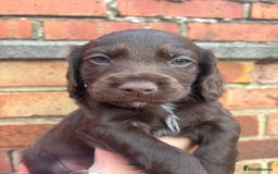 Cocker Spaniel dogs for sale: 3 male cocker spaniel pups  - Image 8