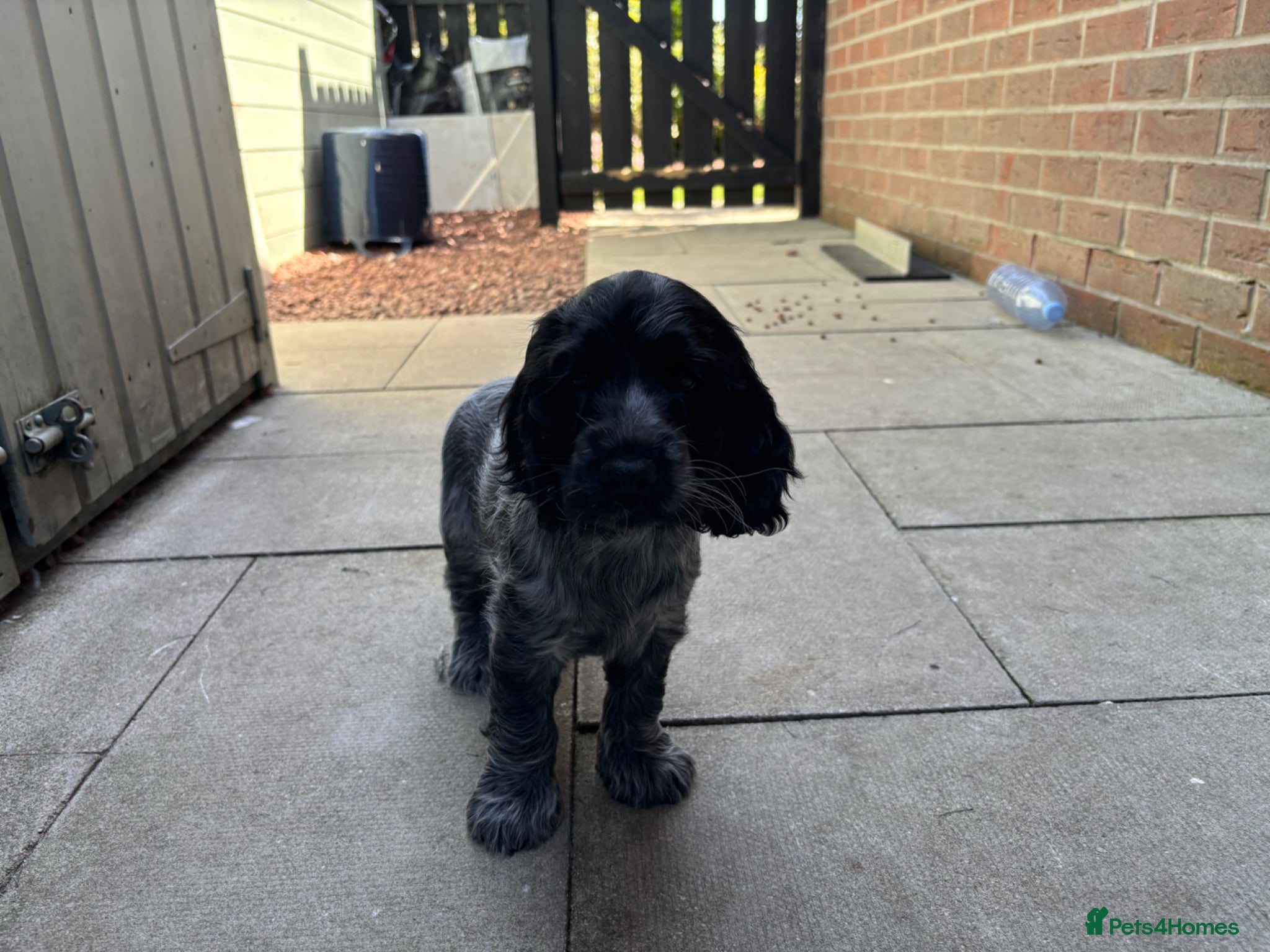 Cocker Spaniel dogs Cocker Spaniel (Show Type) Blue Roan KC reg  - Advert 2