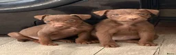 Patterdale Terrier dogs for sale: Quality Pups Ready Now - Advert 3