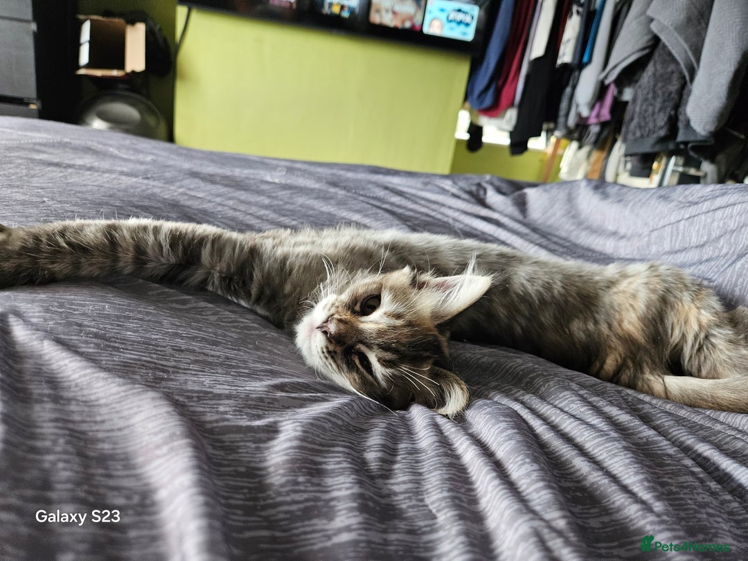 Ragcoon cats for sale: Ragcoon girl - Image 4
