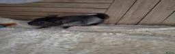 Chinchilla rodents for sale: 2 female chinchillas - Advert 3