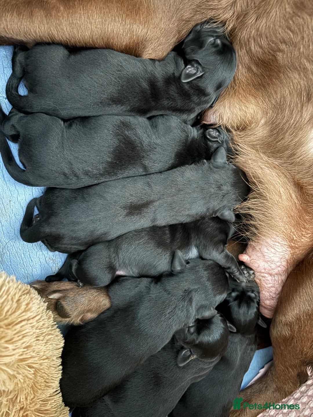 Labrador Retriever dogs for sale: Black Lab Pup - Advert 9