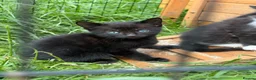 Mixed Breed cats for sale: Beautiful playful kittens  - Advert 1