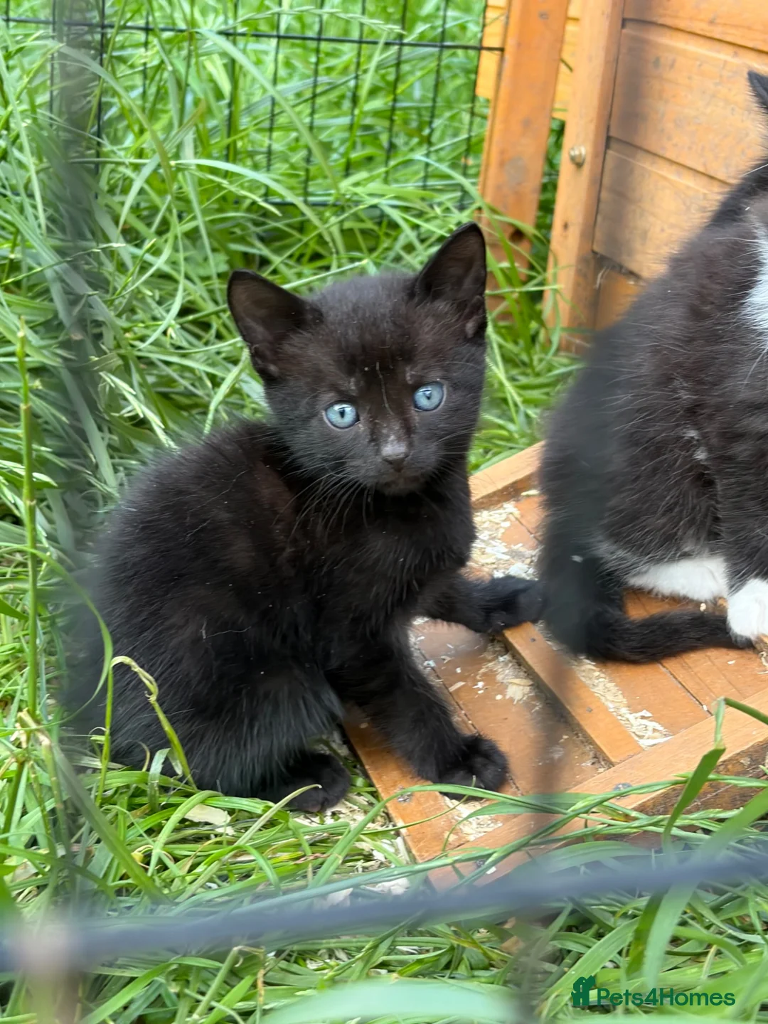 Mixed Breed cats for sale: Beautiful playful kittens  - Advert 1