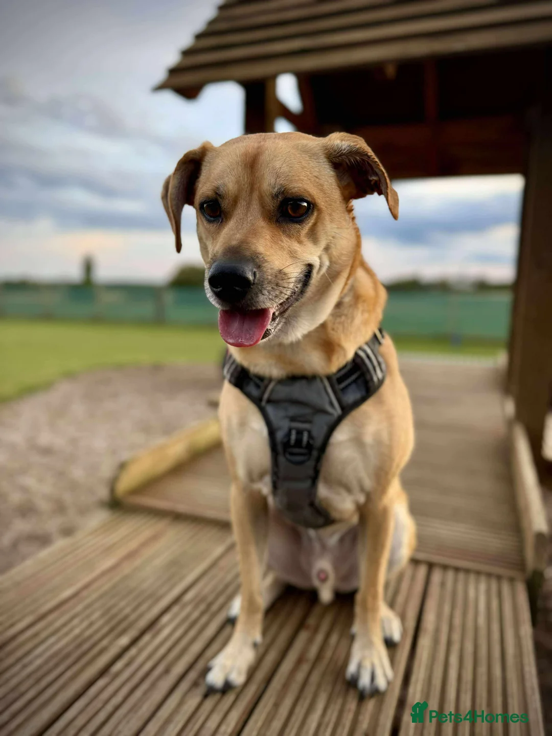 Mixed Breed dogs for adoption: Lovely Jack - Advert 6