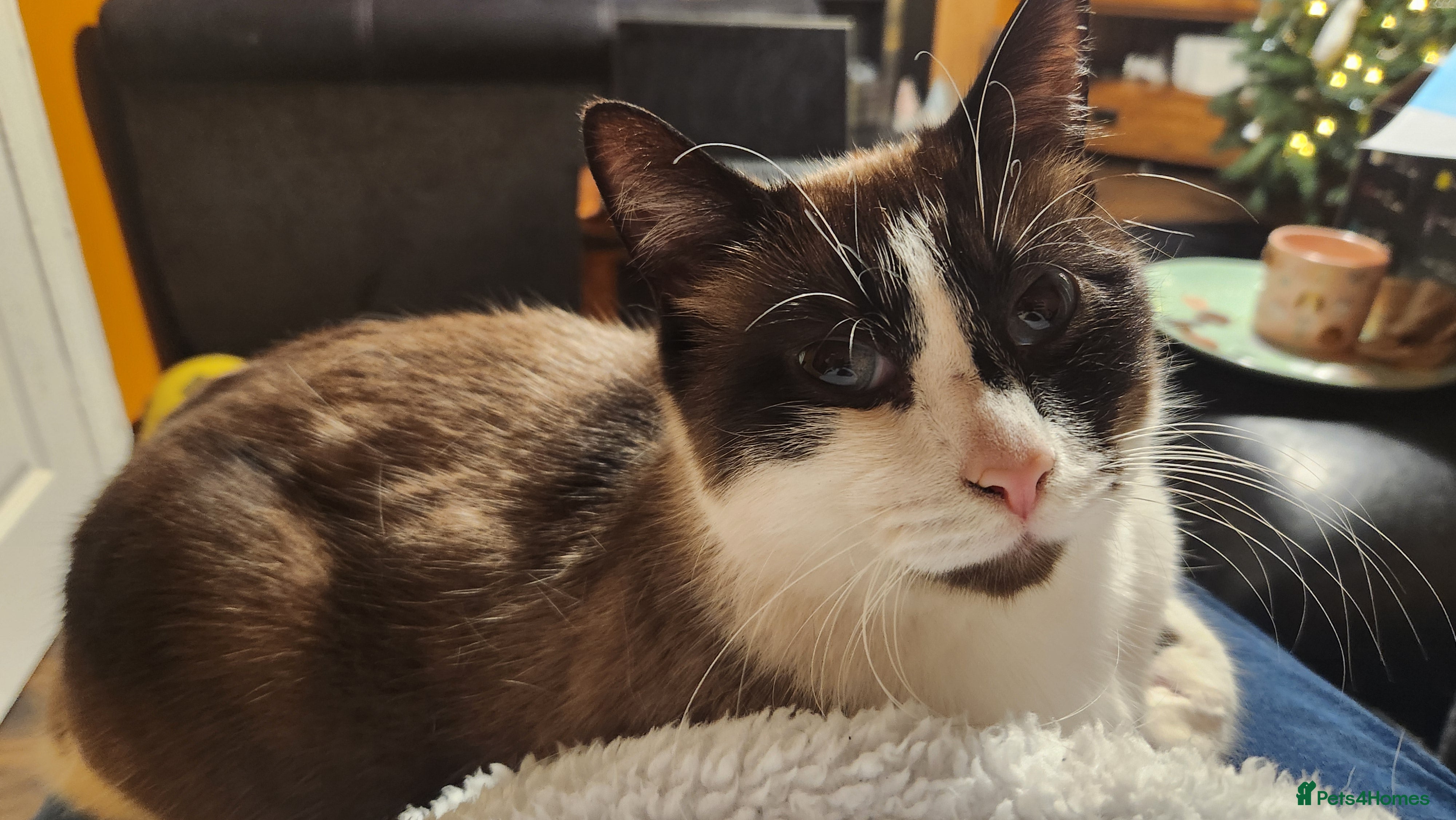 Mixed Breed cats Male ragdoll cross 2yrs - Advert 1