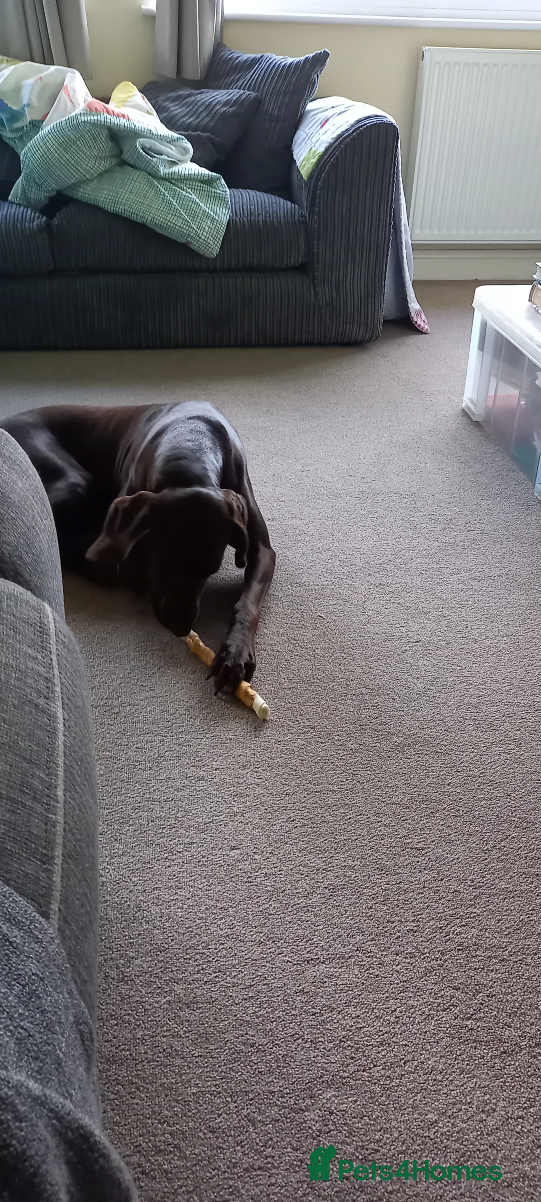 Mixed Breed dogs for sale: Our beautiful dog - Advert 13