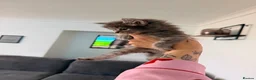 Maine Coon cats for sale: Maine coon x Bombay x Tabby - Advert 9