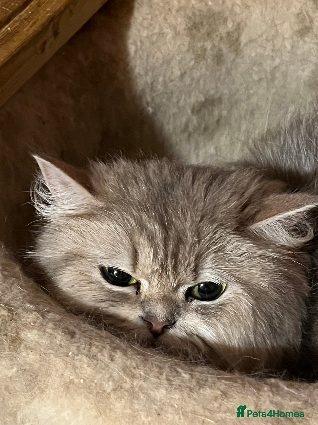 British Longhair cats for sale: Gorgeous Gccf female British Longhairs - Image 5