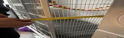Parrots birds for sale: Green cheeked conure + big cage  in Havant - Advert 8