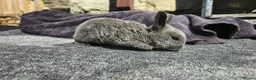 Rex rabbits for sale: Rex & Mini Rex Kits Available - Advert 15