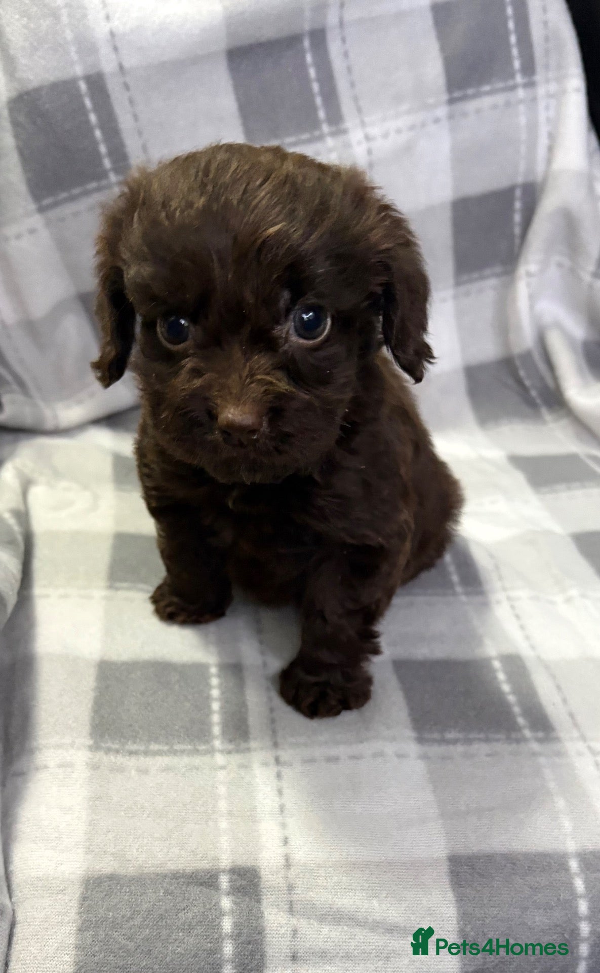 Cockapoo dogs F1 CHOCOLATE/ CHOCOLATE MERLE COCKAPOOS  - Advert 14