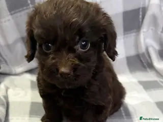 Cockapoo dogs F1 CHOCOLATE/ CHOCOLATE MERLE COCKAPOOS - Advert 14