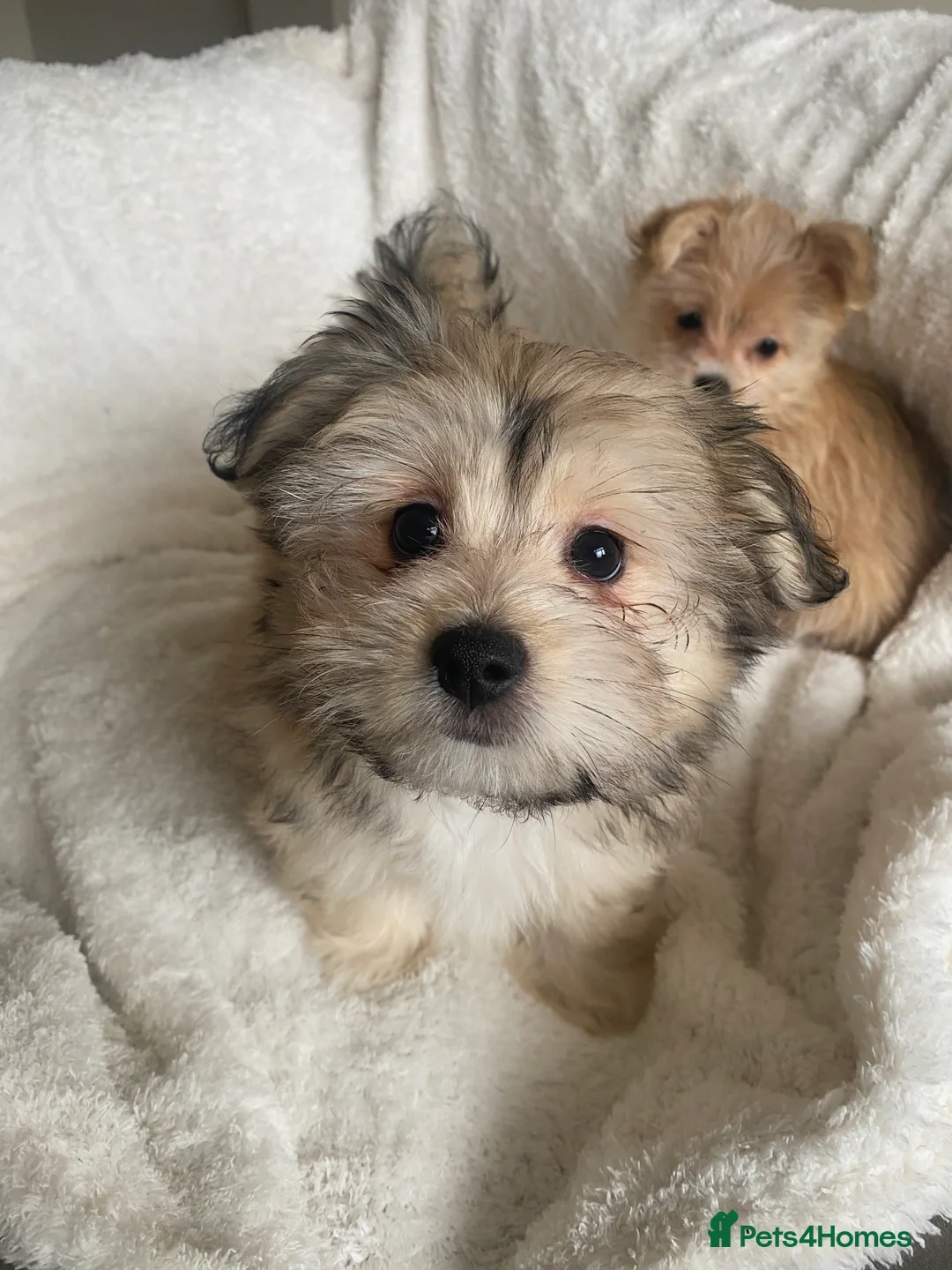 Mixed Breed dogs for sale: Ready to go! Unique mix - Maltese x JackChi Pups - Advert 33