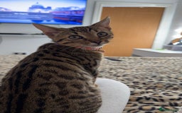 Mixed Breed cats for sale: Female Bengal cross Mainecoon - Image 4