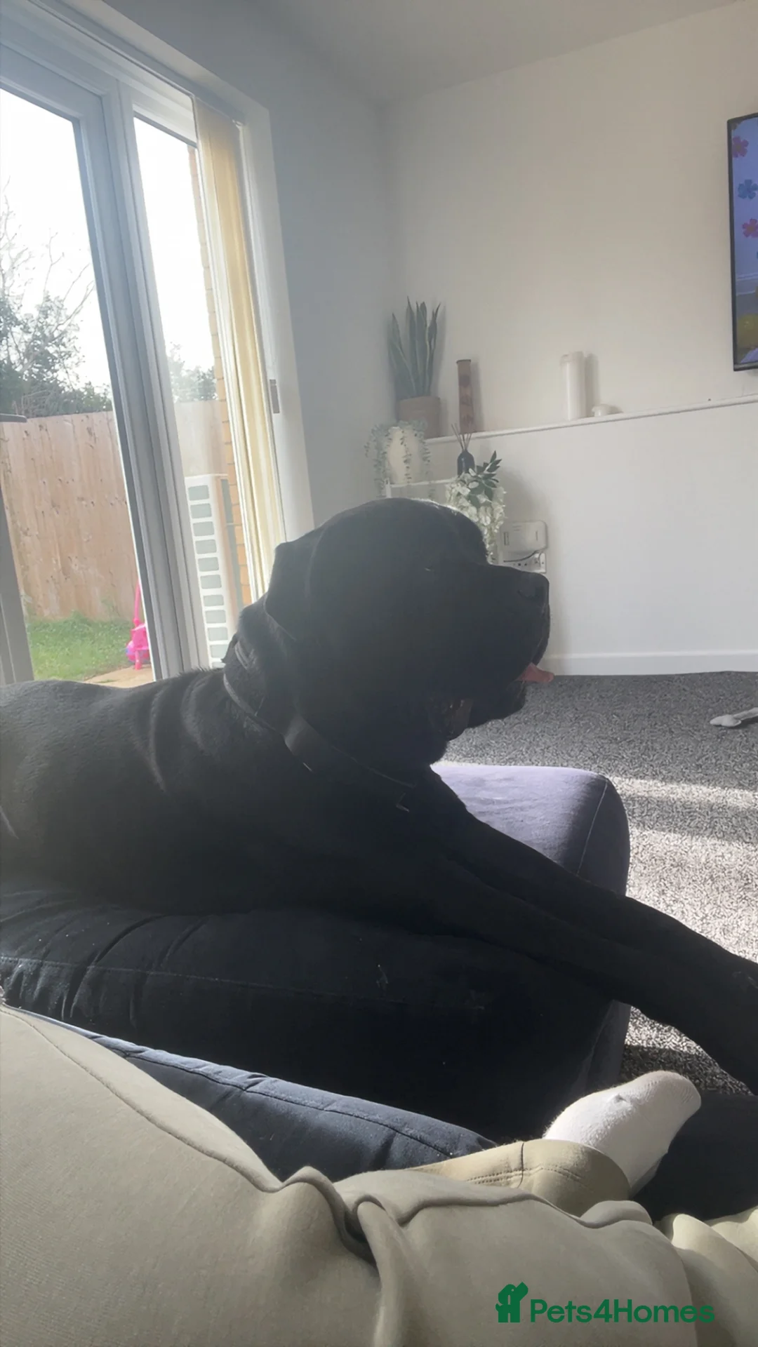 Cane Corso dogs for sale: Cane Corso boy  in Northampton - Advert 2