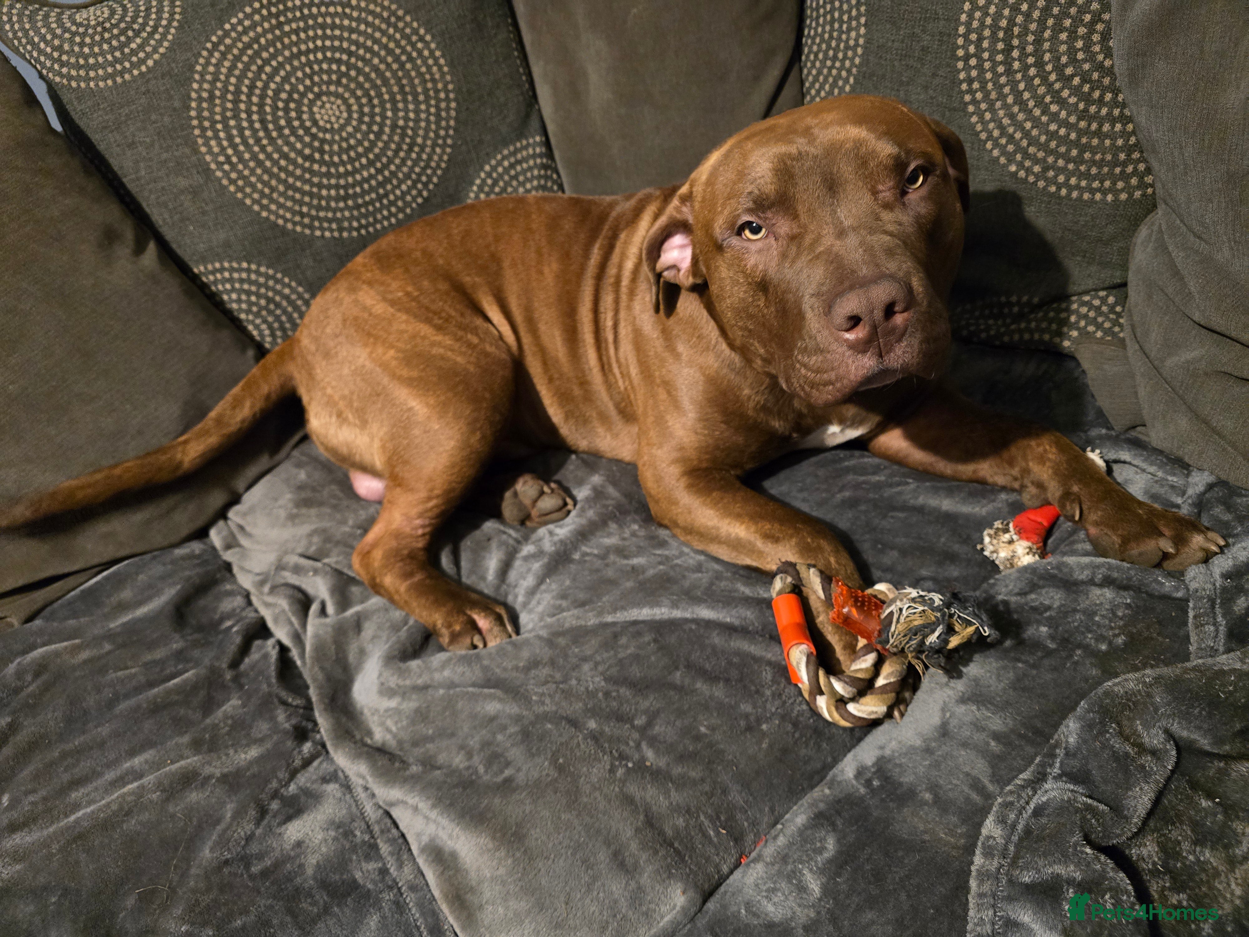 Mixed Breed dogs Staffy x Mastiff Puppy Kane – Loving Forever Home - Advert 10