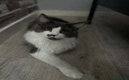 Maine Coon cats for stud: Maine coon for stud  - Image 4