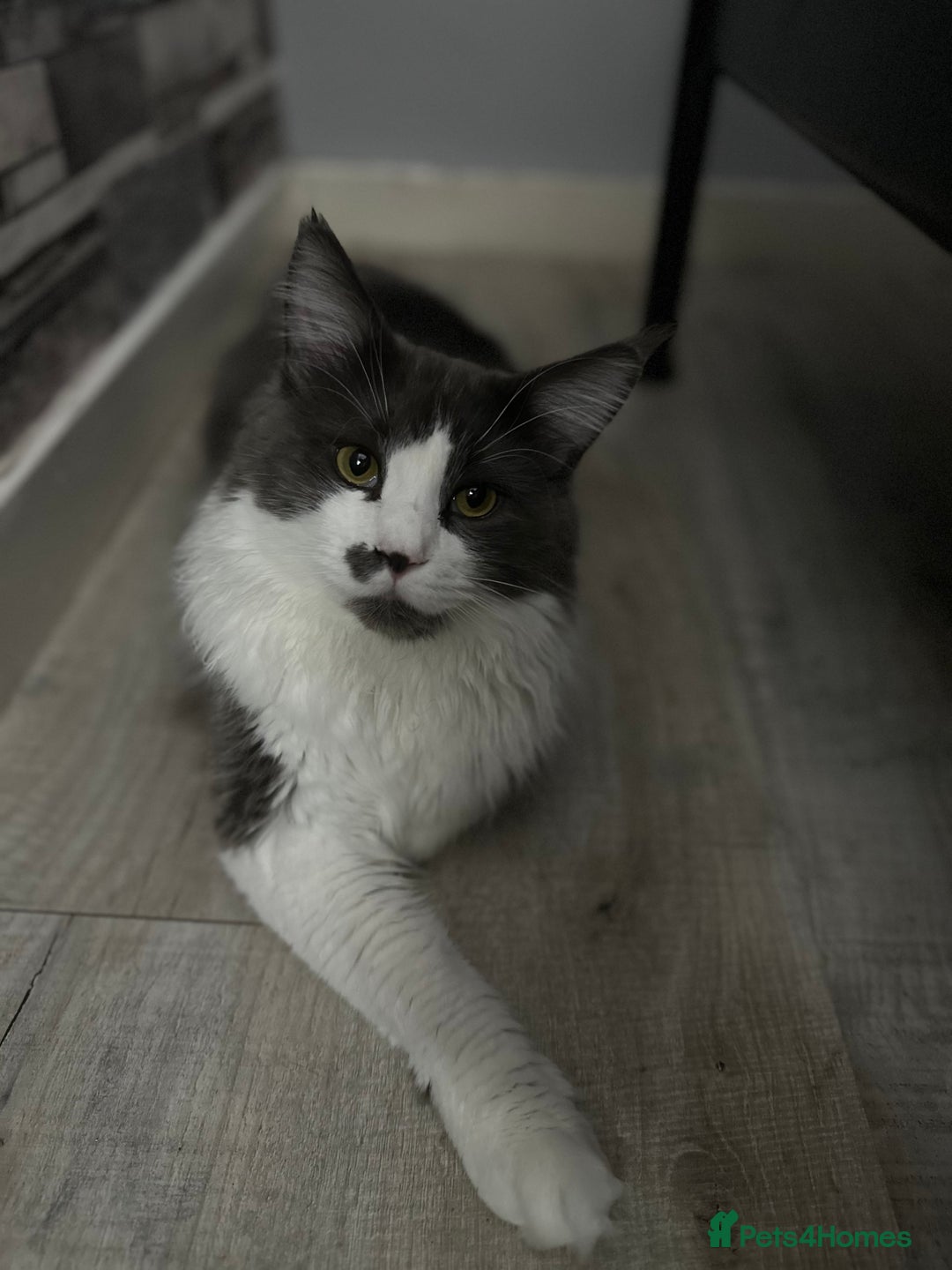 Maine Coon cats for stud: Maine coon for stud  - Image 4