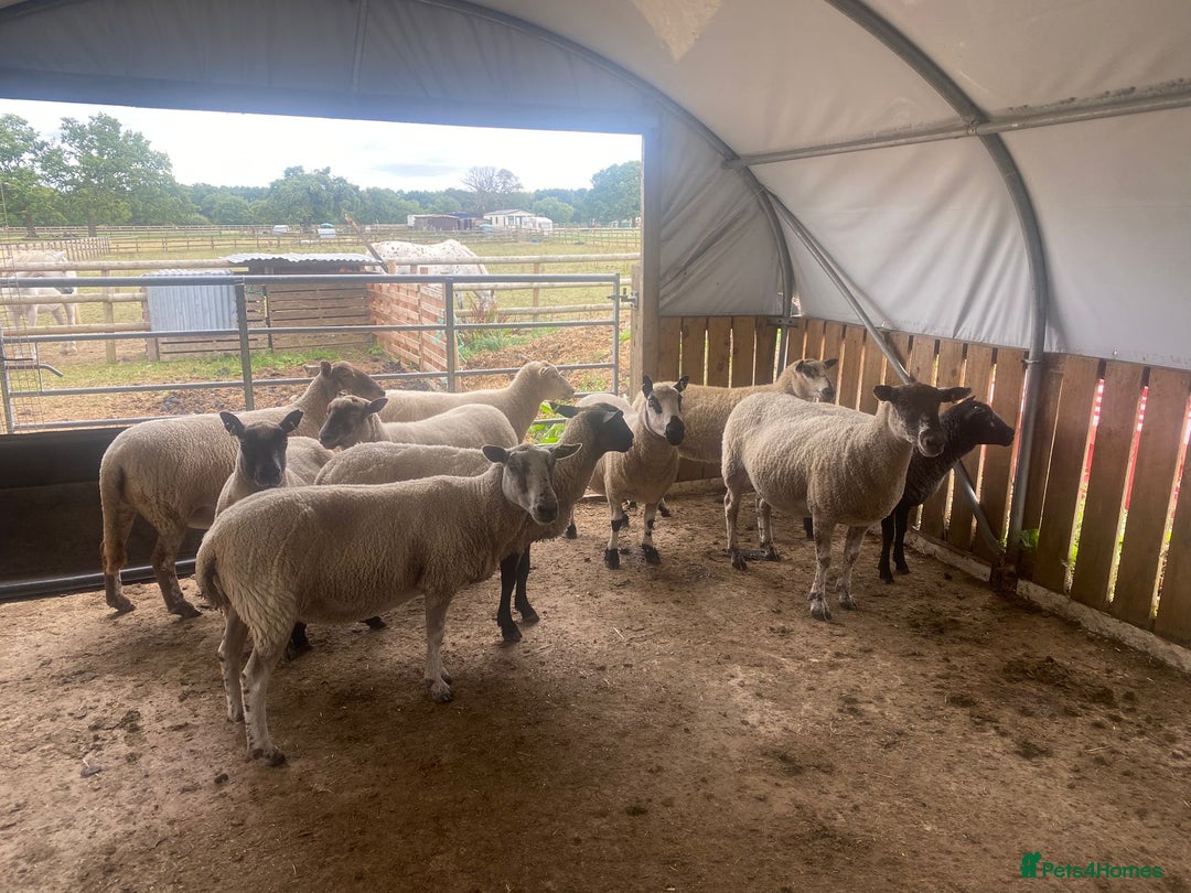 Sheep livestock for sale: 12 Ewes  - Image 6