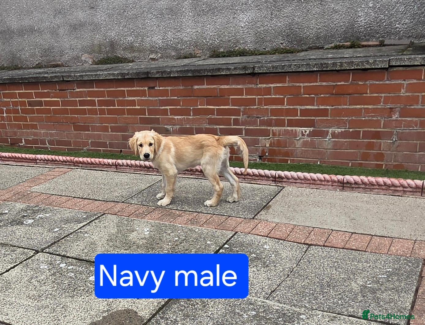 Golden Retriever dogs Beautiful natured pups fully vaccinated - Advert 2