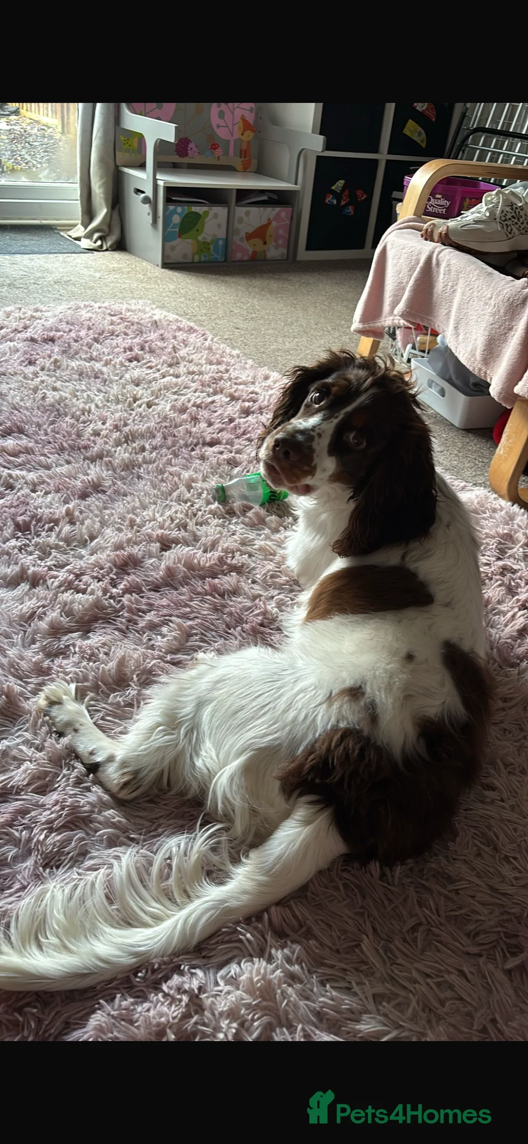 Cocker Spaniel dogs for sale: 8 month old Trained Spaniel  - Advert 6