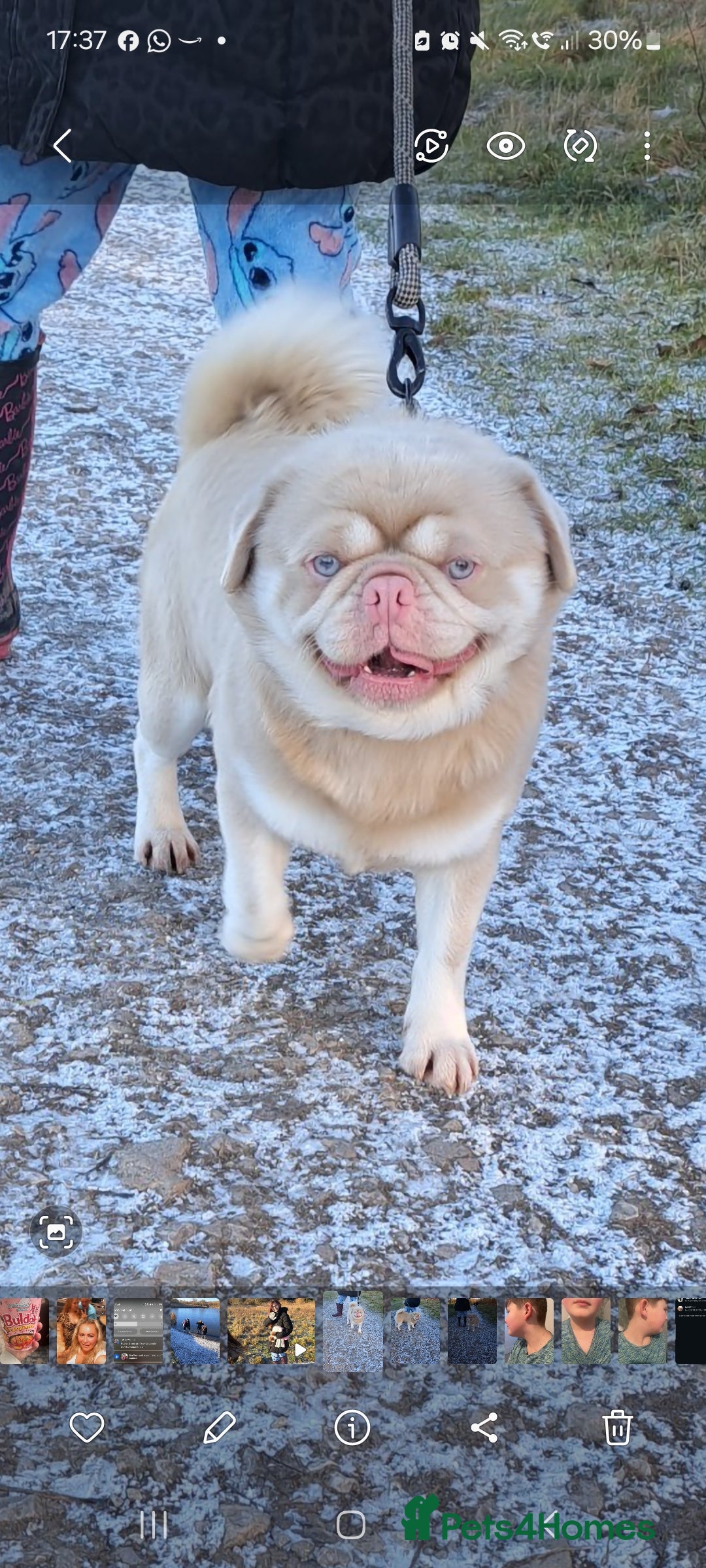 Pug dogs Pink and Tan Pug for stud striking blue eyes 💙 in Wigan - Advert 7