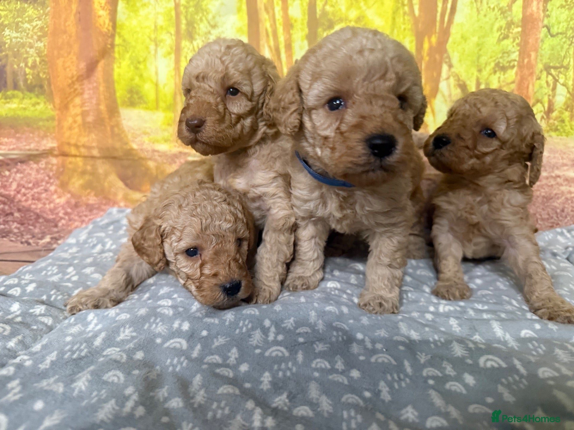 Labradoodle dogs Beautiful small / miniature labradoodles  - Advert 1