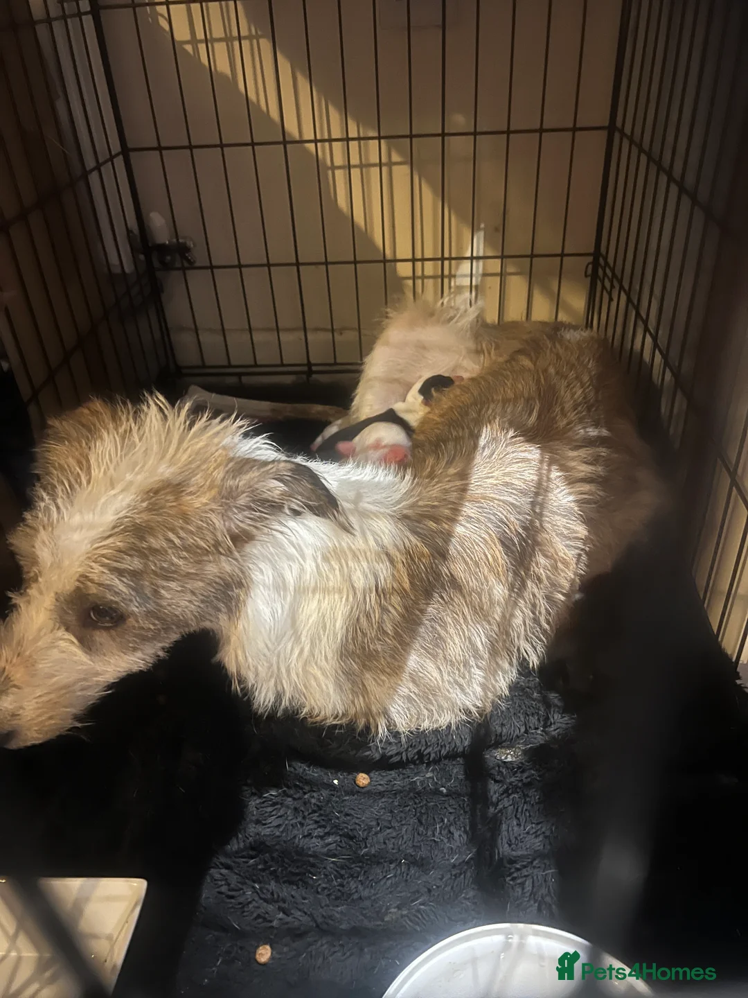 Mixed Breed dogs for sale: Adorable 13-Week-Old Female Puppies Ready For Home - Advert 16