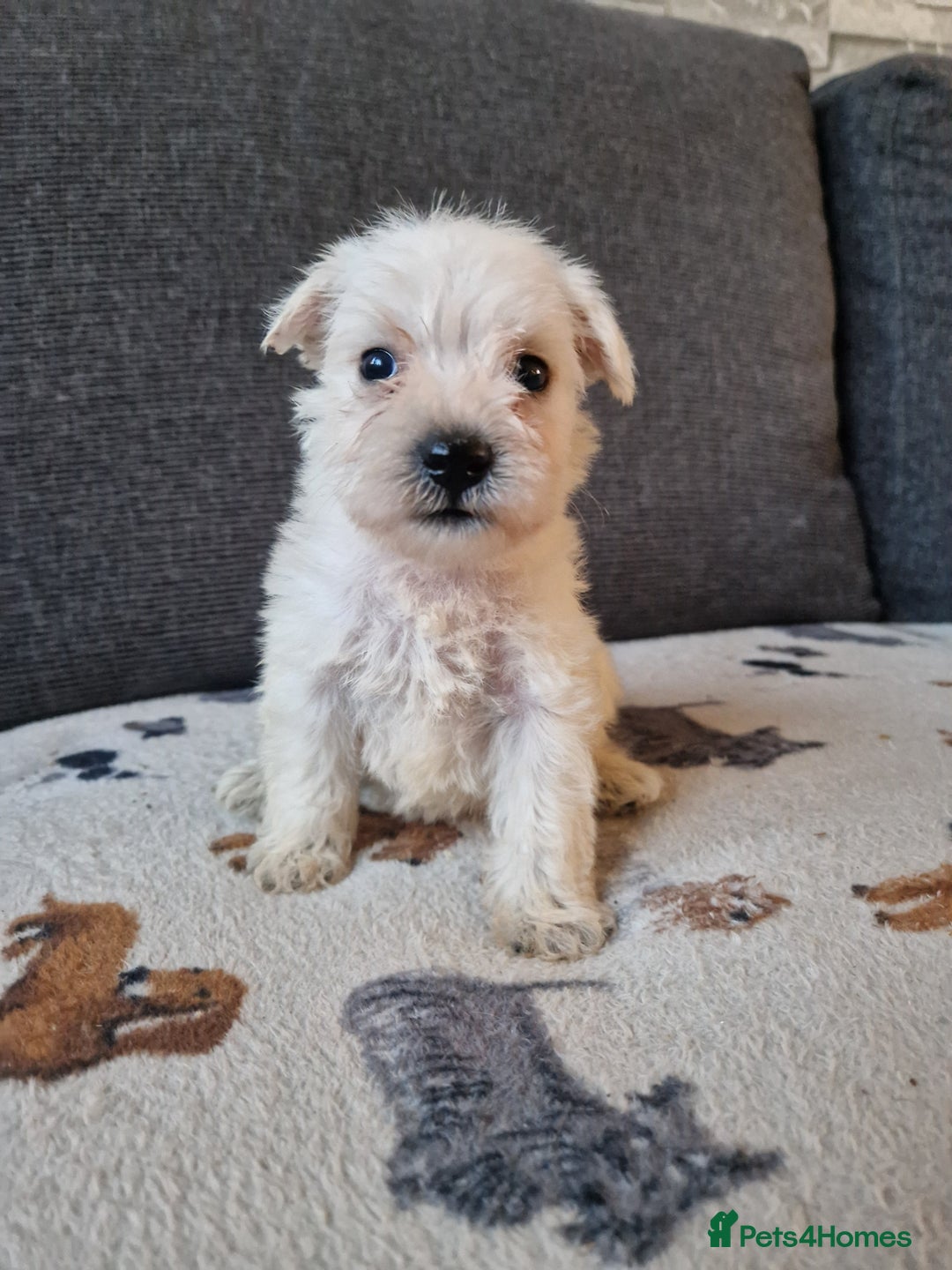 Miniature Schnauzer dogs for sale: Miniature schnauzer READY 21 DECEMBER  - Advert 15