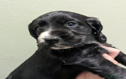 Cocker Spaniel dogs for sale: Beautiful Cocker Girl Pups, READY TO LEAVE-27.7.25 - Image 11