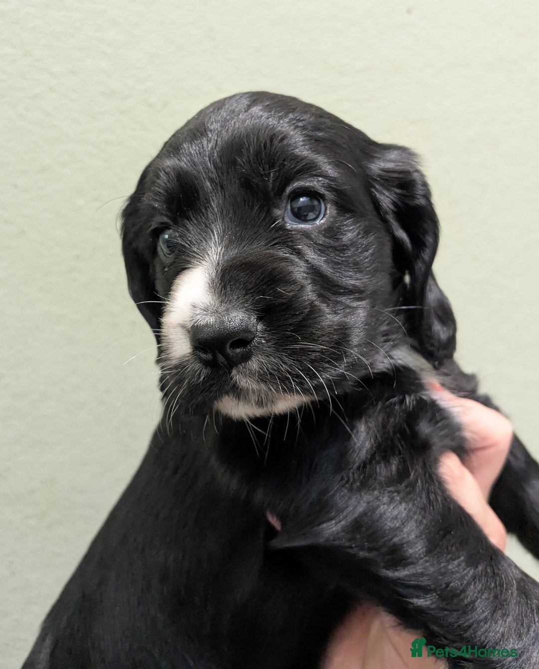 Cocker Spaniel dogs for sale: Beautiful Cocker Girl Pups, READY TO LEAVE-27.7.25 - Image 11