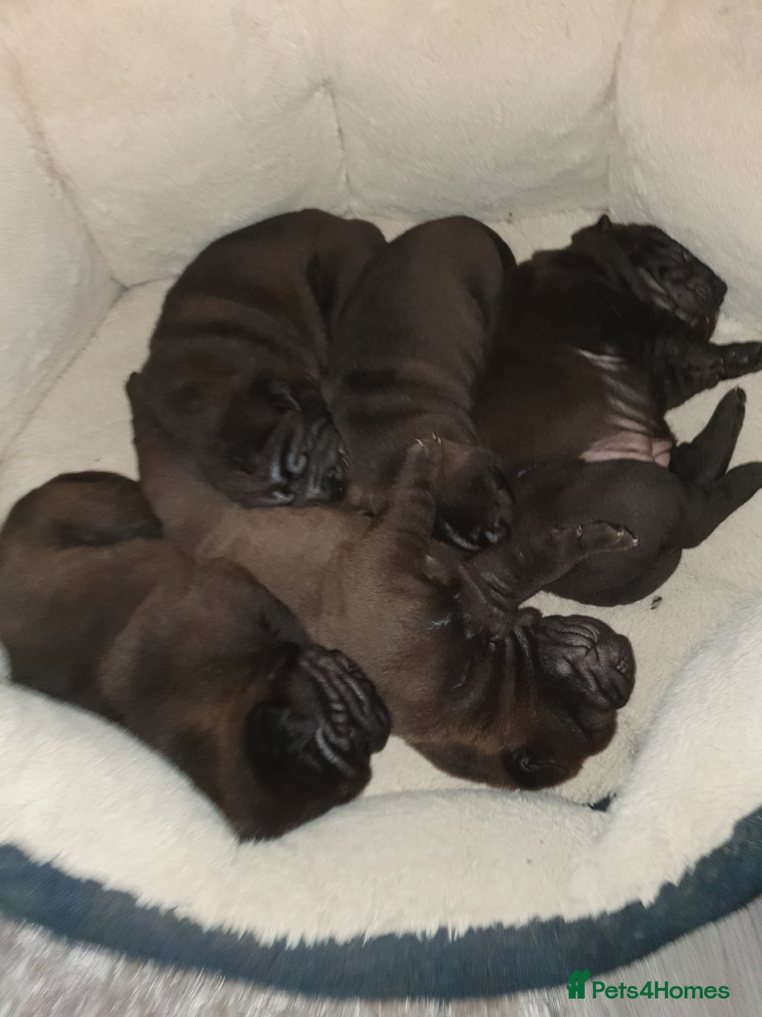 Shar Pei dogs for sale: Stunning KC Registered Shar Pei puppies - Advert 2