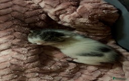British Shorthair cats for sale: Gorgeous tabby male lovely markings  - Image 2
