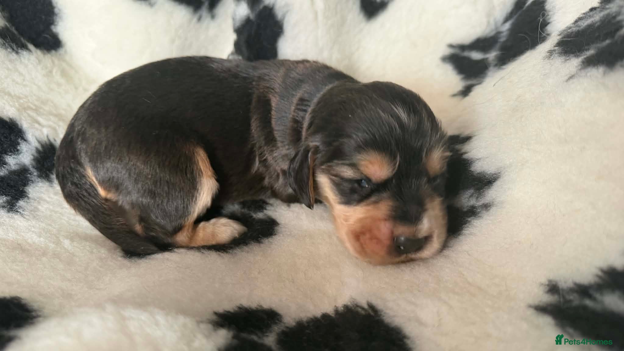 Cocker Spaniel dogs Gorgeous show cocker spaniels  - Advert 13