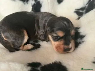 Cocker Spaniel dogs Gorgeous show cocker spaniels - Advert 1