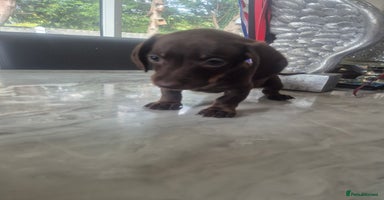 Miniature Dachshund dogs - Advert 15