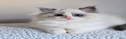 Ragdoll cats for sale: Stunning Blue Bicolour Pedigree Ragdoll Kittens  - Advert 2