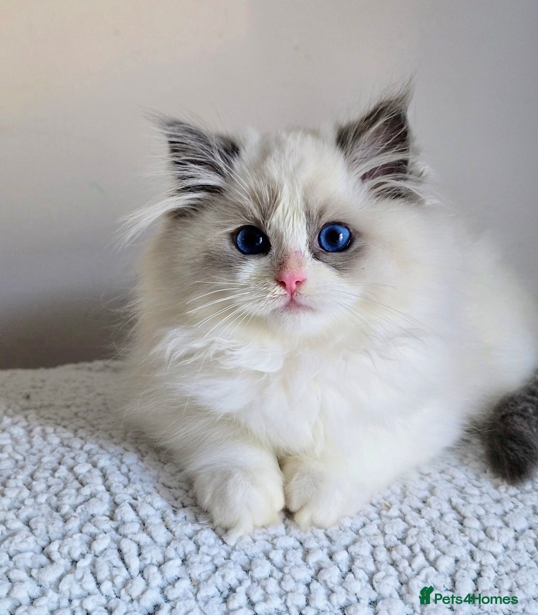 Ragdoll cats for sale: Stunning Blue Bicolour Pedigree Ragdoll Kittens  - Advert 2