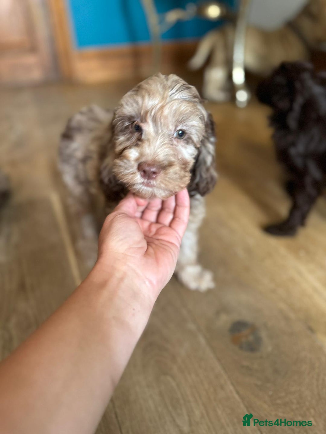 Cockapoo dogs for sale: Therapy Line F1b health tested cockapoo - Image 8