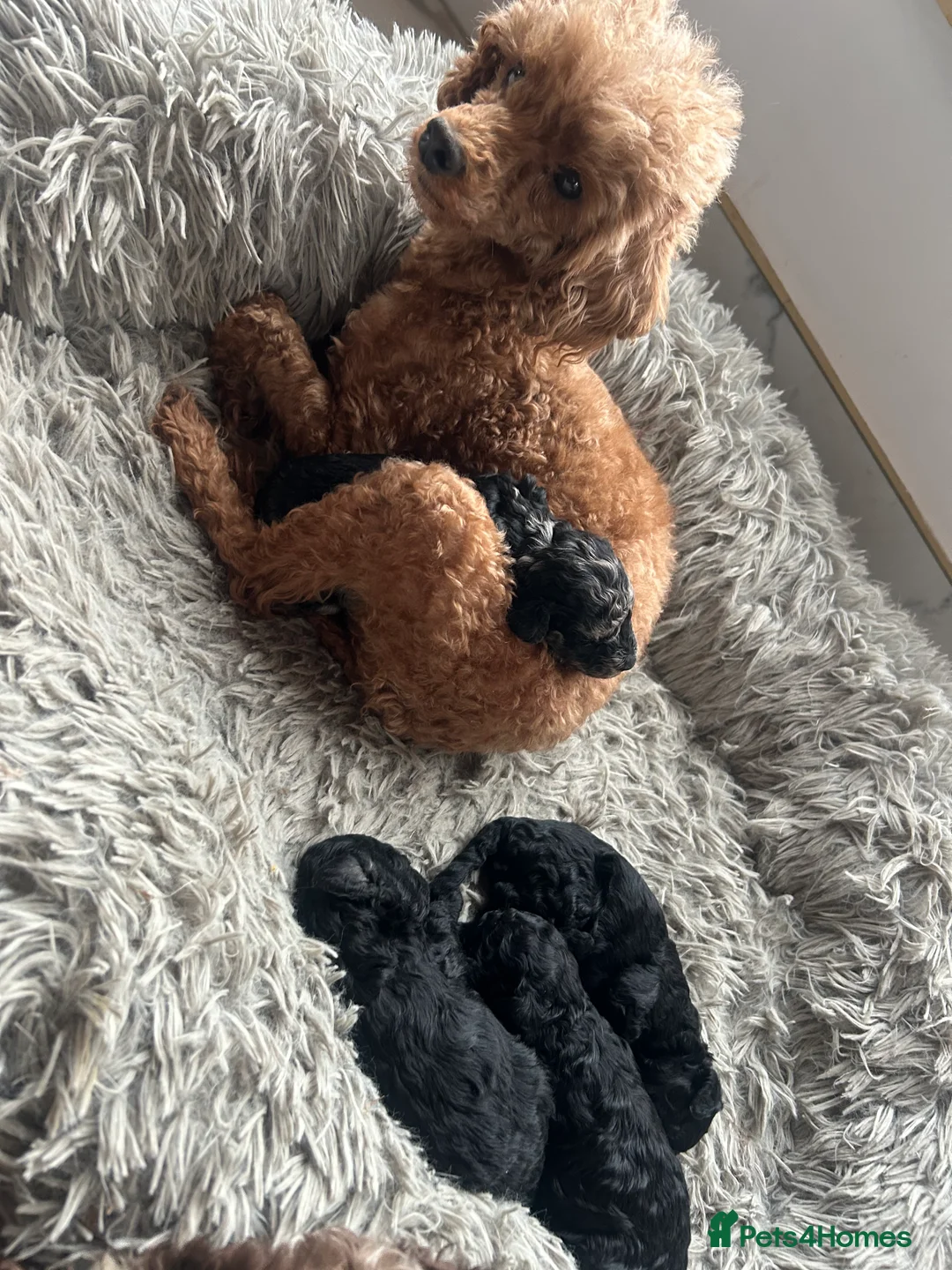 Mixed Breed dogs for sale: Poodle puppies - Advert 13