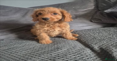 Cockapoo dogs - Advert 11
