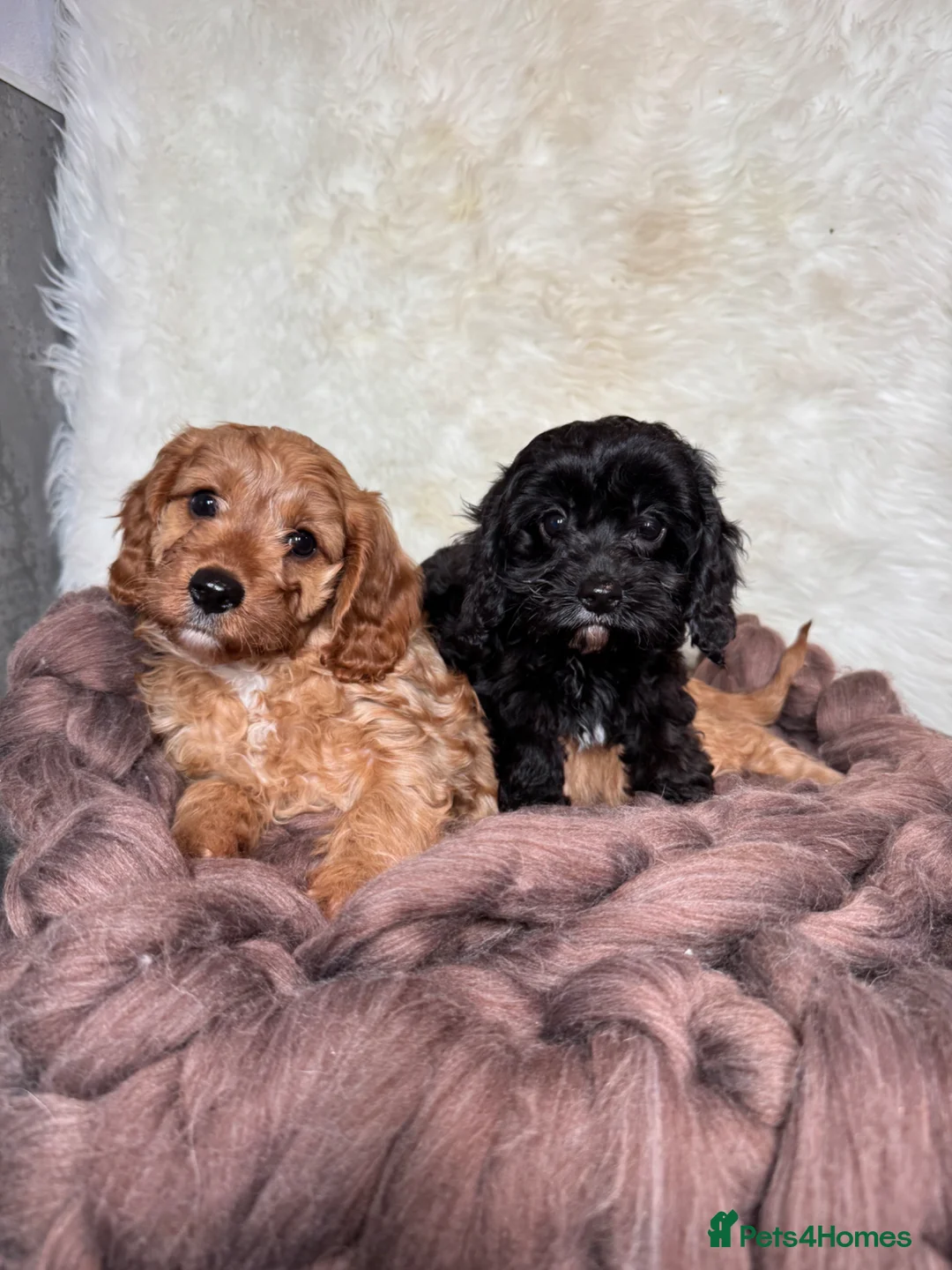 Cavapoo dogs for sale: F1 DNA clear Cavapoo puppies in Ystrad Meurig - Advert 6