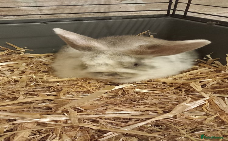 Mixed Breed rabbits - Advert 11