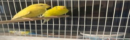 Budgerigars birds for sale: Budgies for sale  - Advert 6