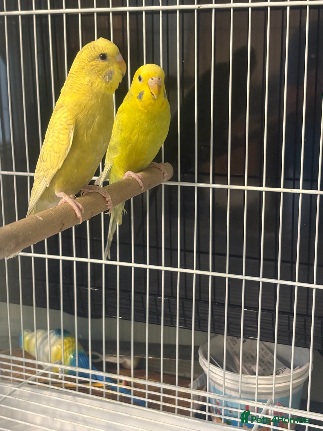 Budgerigars birds for sale: Budgies for sale  - Image 6