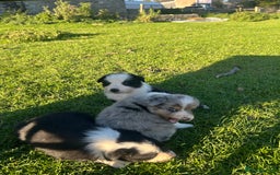 Border Collie dogs for sale: Border collie pups - Image 5