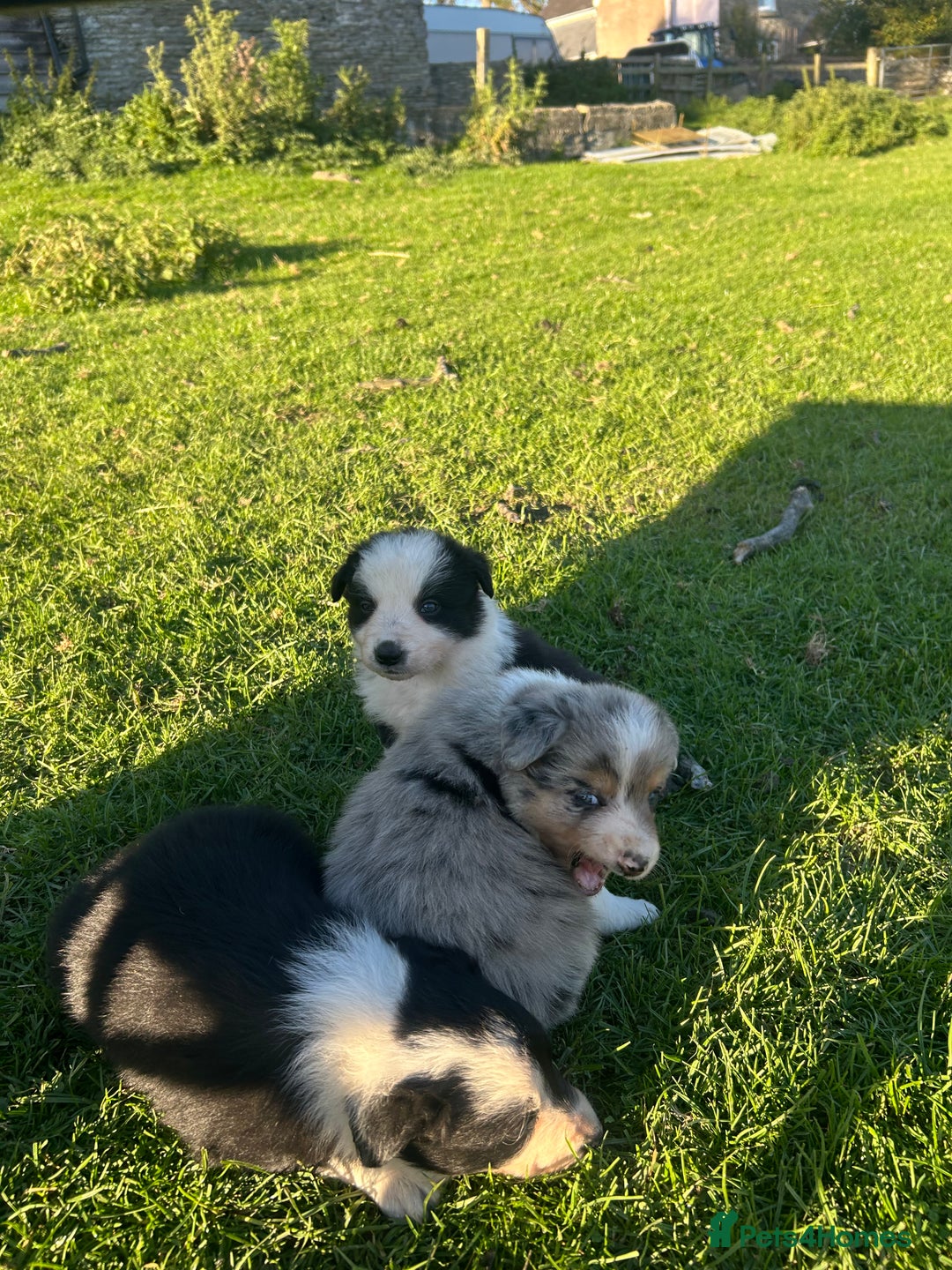 Border Collie dogs for sale: Border collie pups - Image 5